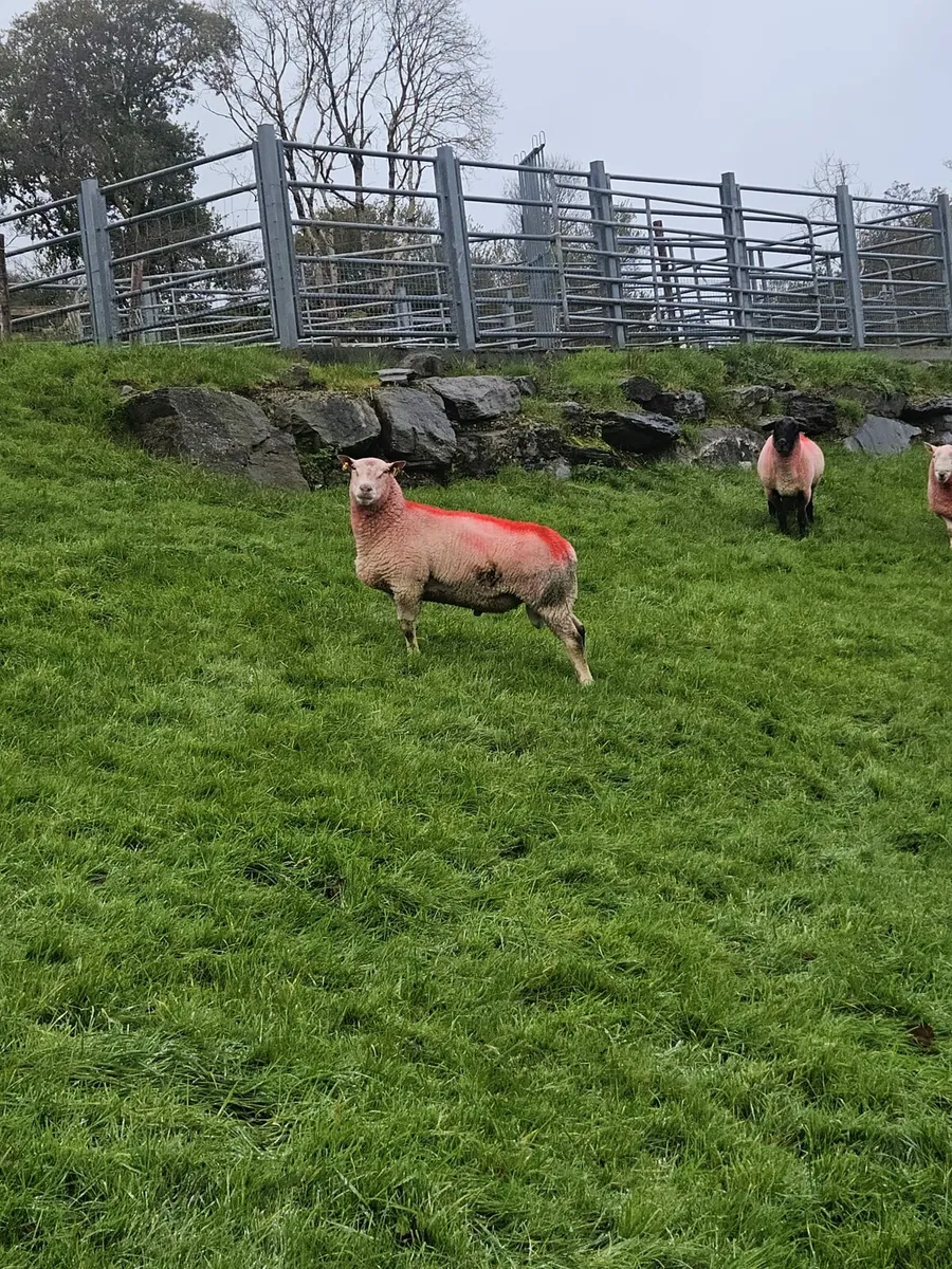 Cheviot and Charollais rams - Image 4