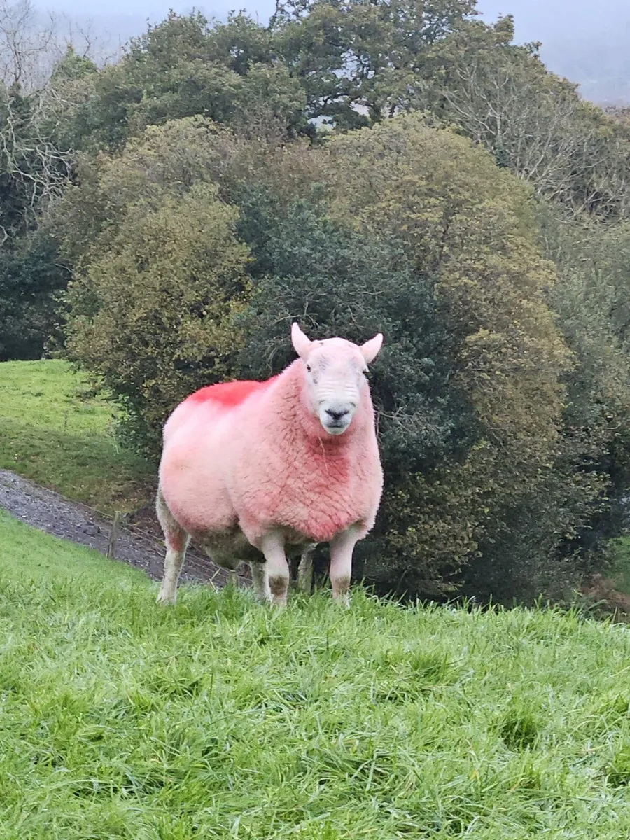 Cheviot and Charollais rams - Image 1