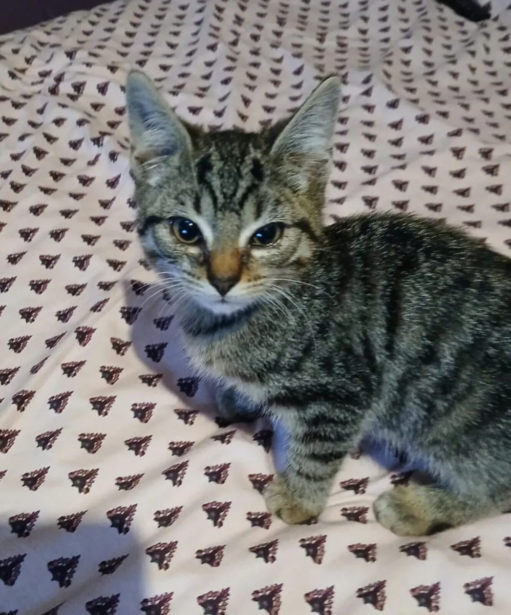 Kitten