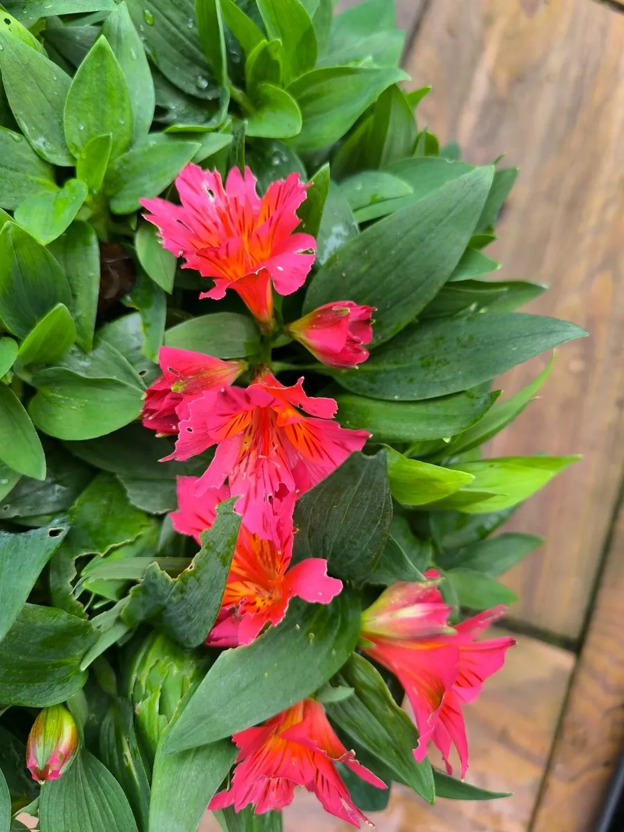 Garden plants - Image 1