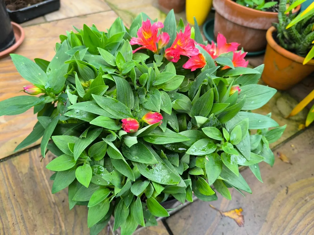 Garden plants - Image 2