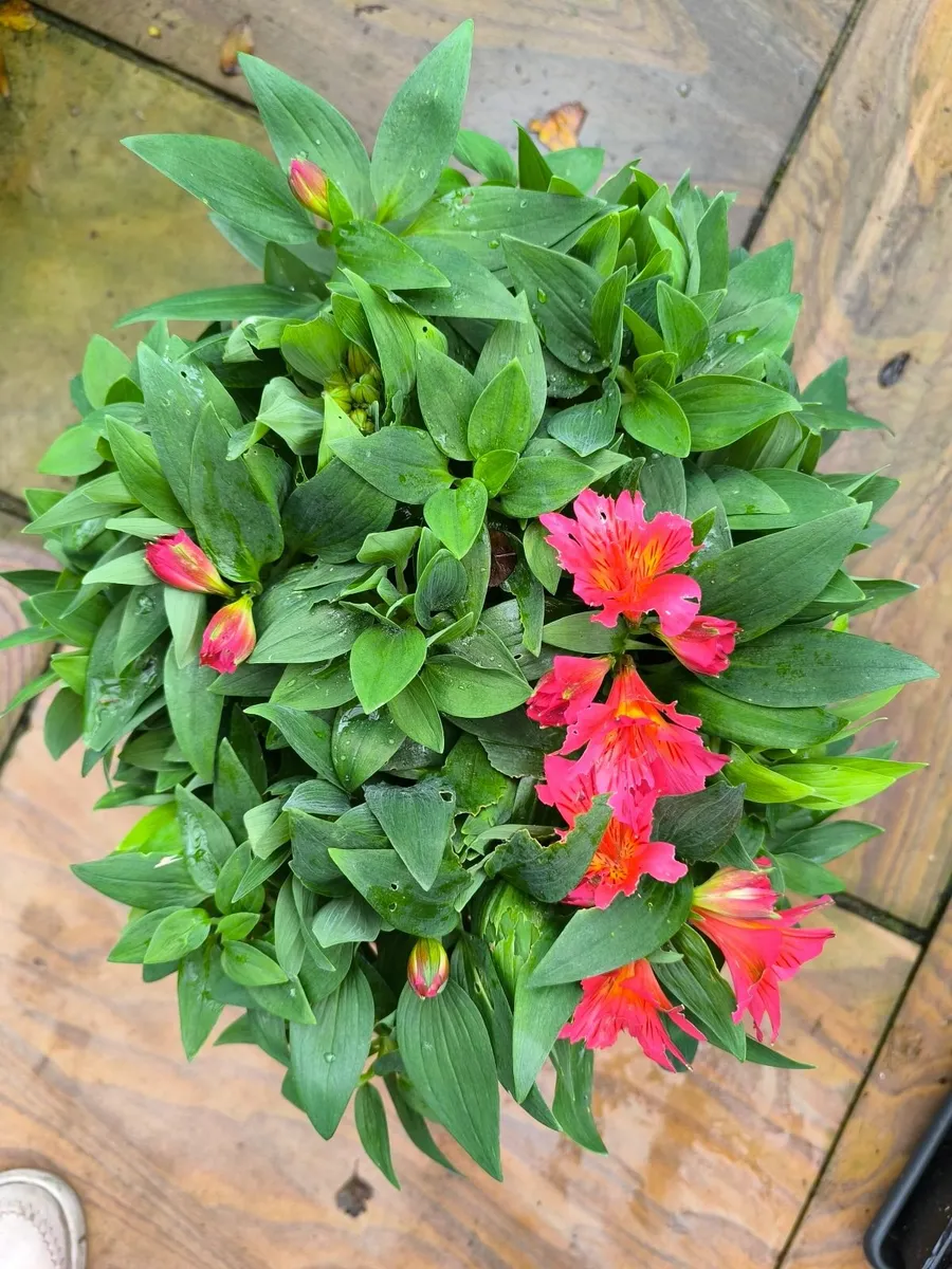 Garden plants - Image 3