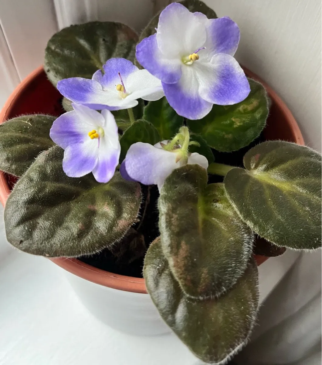 Viola plants with ceramic pots - Image 1
