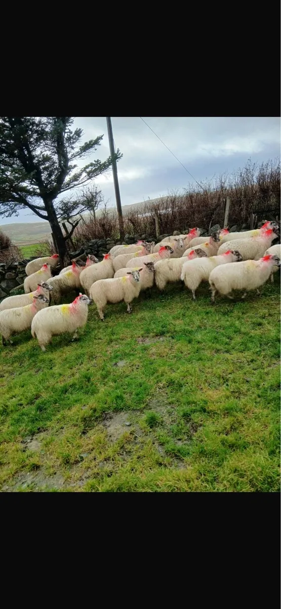 Ewe lambs - Image 1