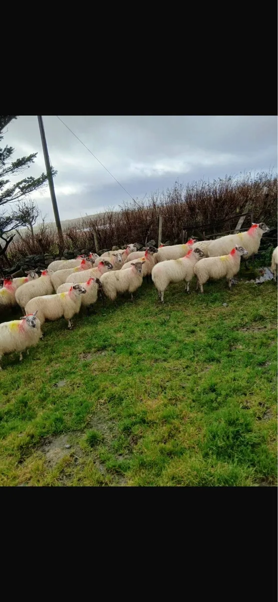 Ewe lambs - Image 2