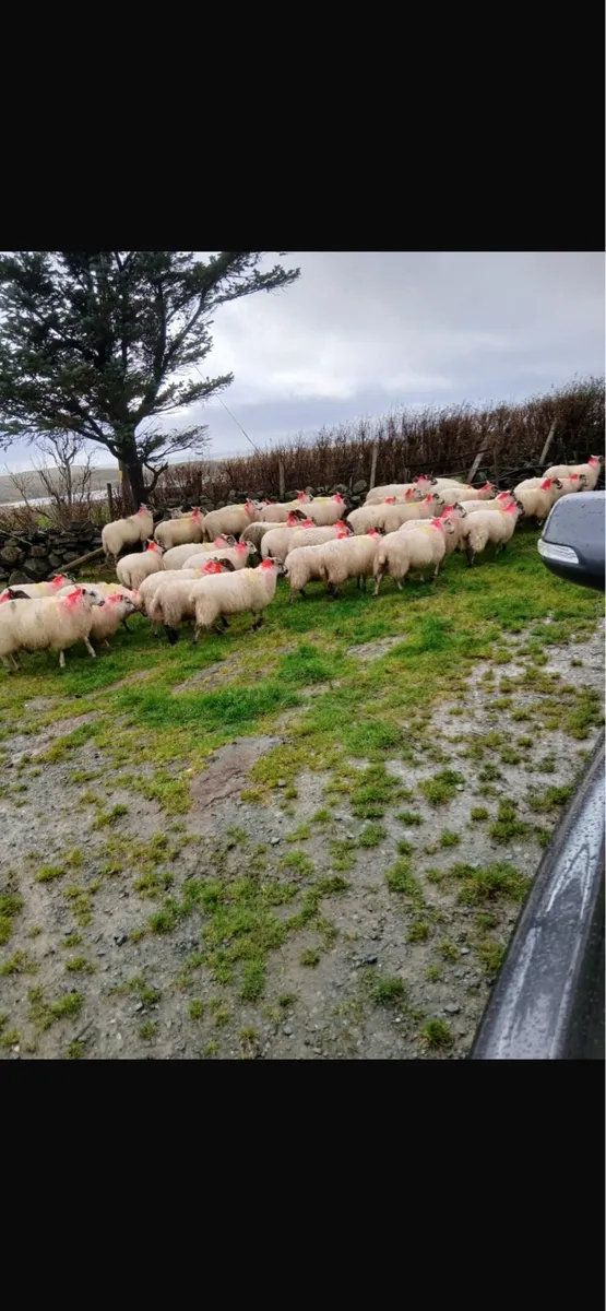 Ewe lambs - Image 3