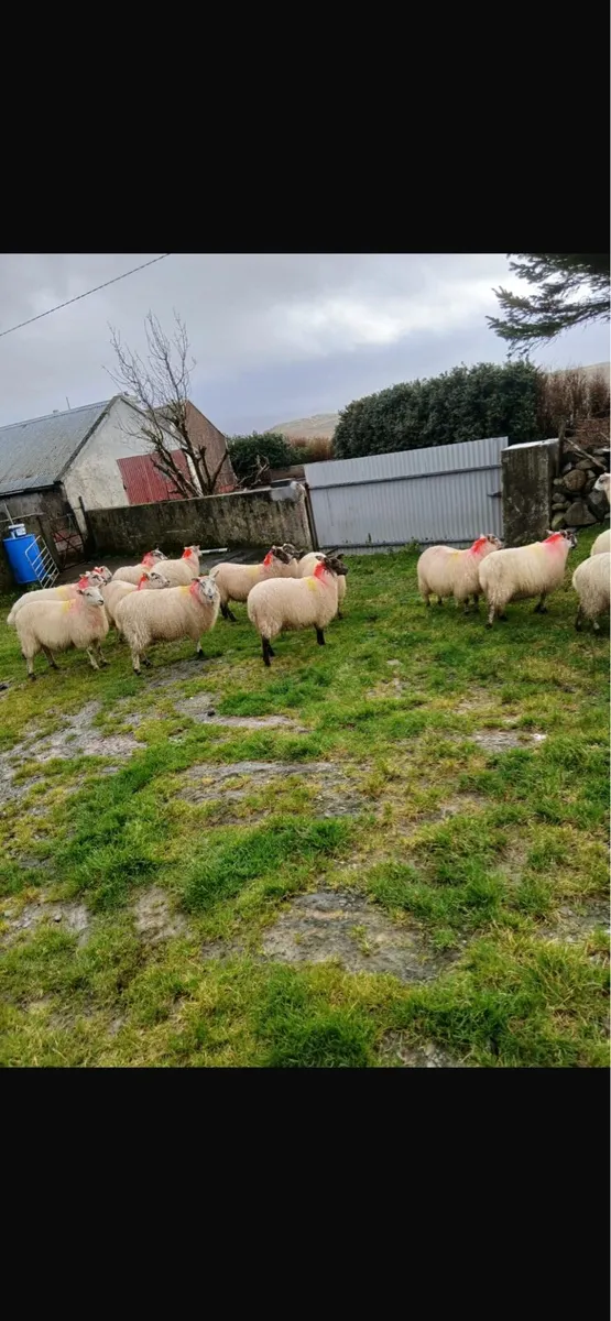 Ewe lambs - Image 4