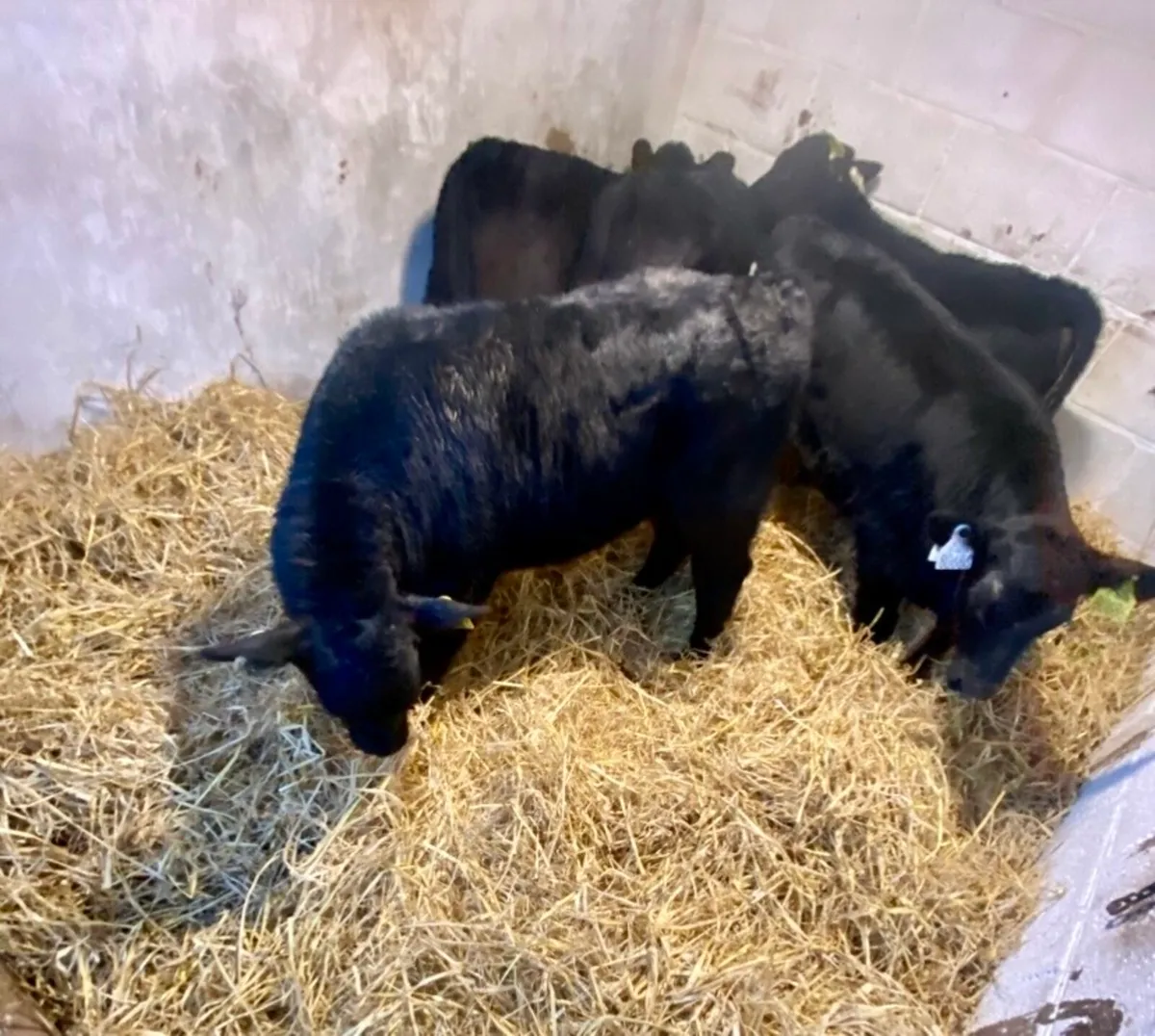 TOP QUALITY AUTUMN BORN SUCK CALVES - Image 1