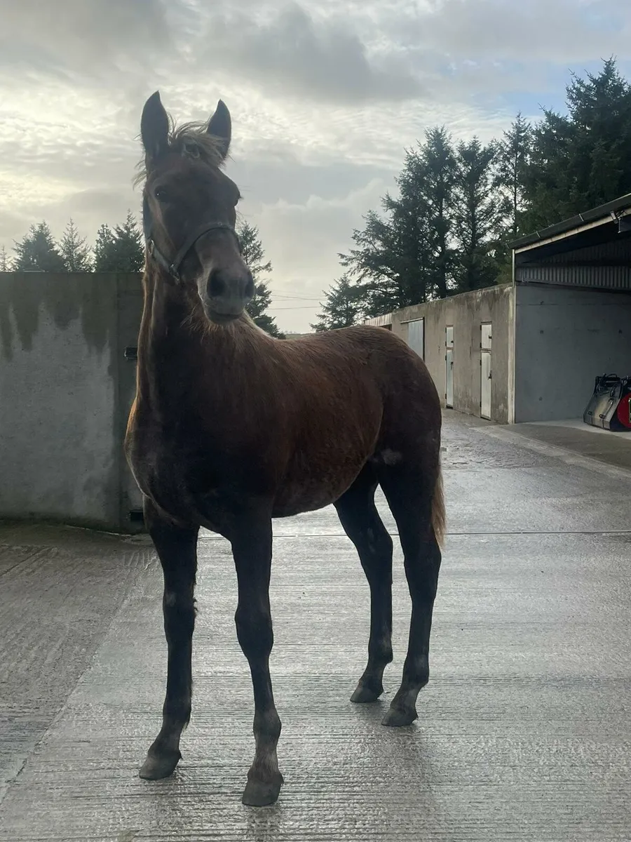 Draught filly foal - Image 1