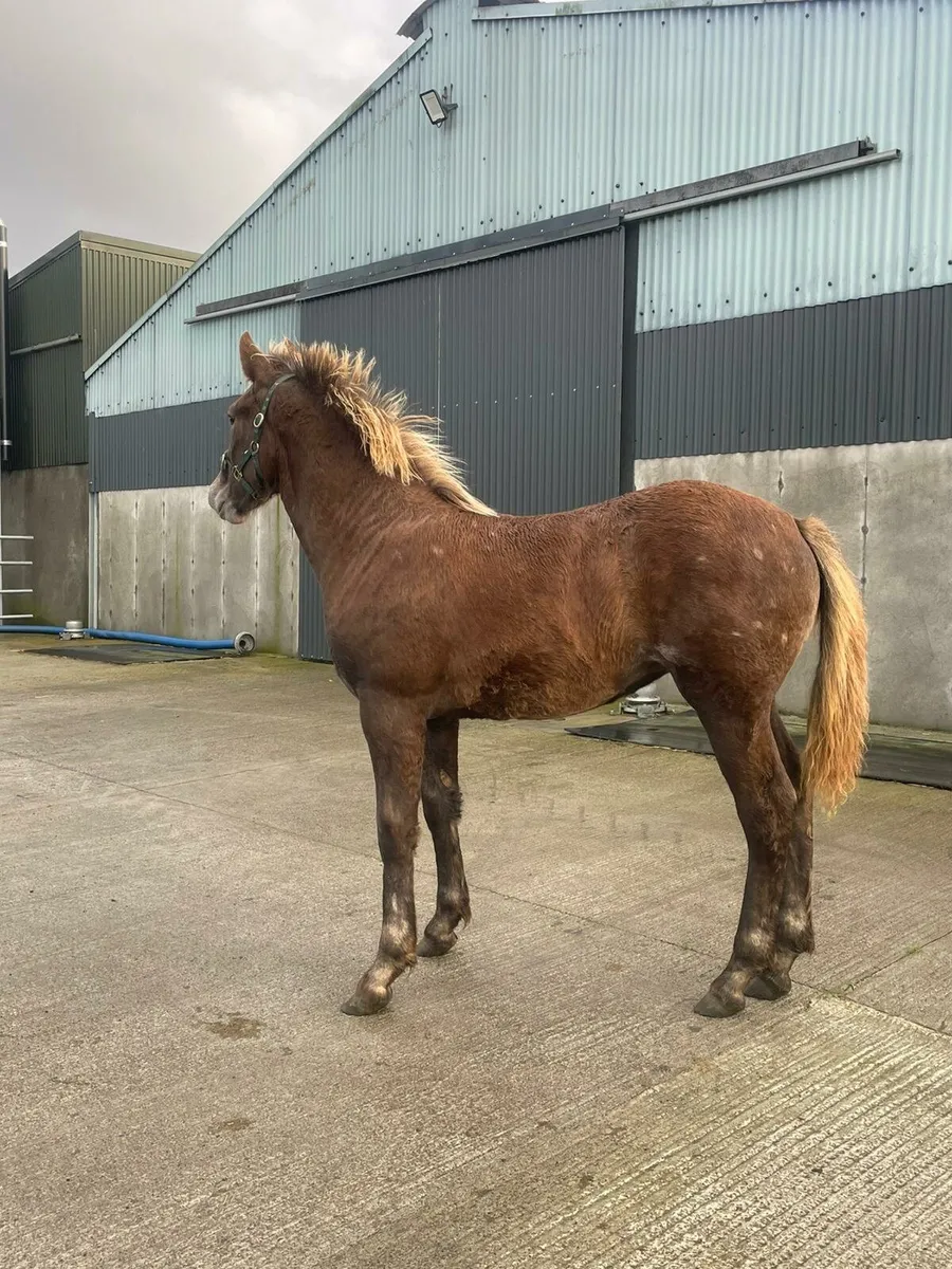 Draught filly foal - Image 2