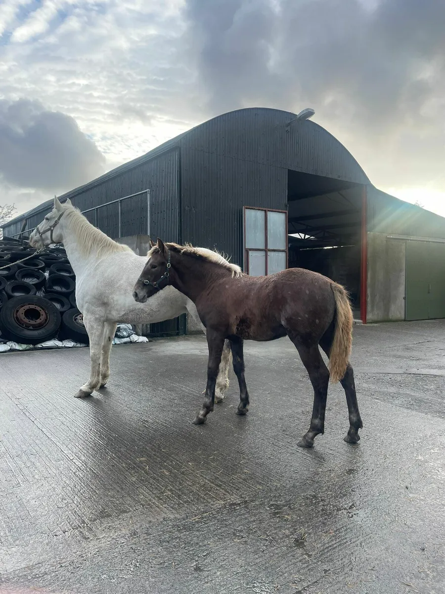 Draught filly foal - Image 3