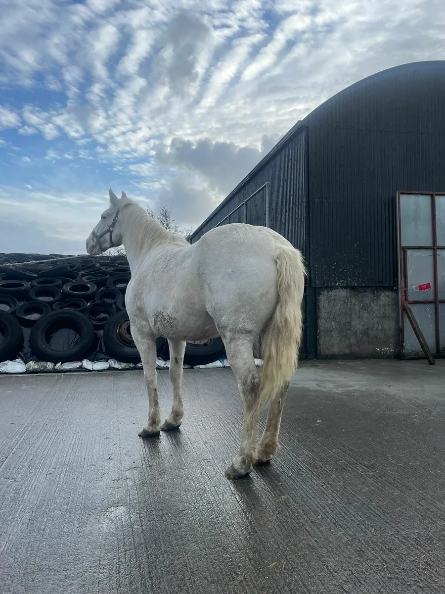 Draught filly foal - Image 4