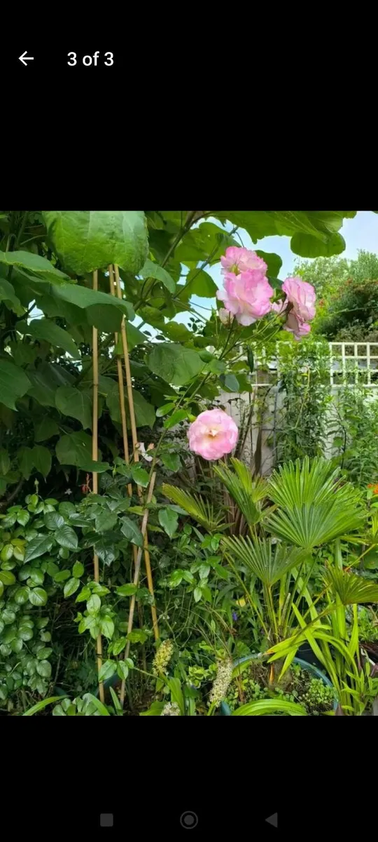 Garden plants - Image 1