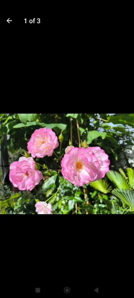Garden plants - Image 2