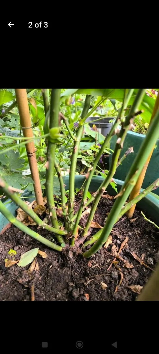 Garden plants - Image 3