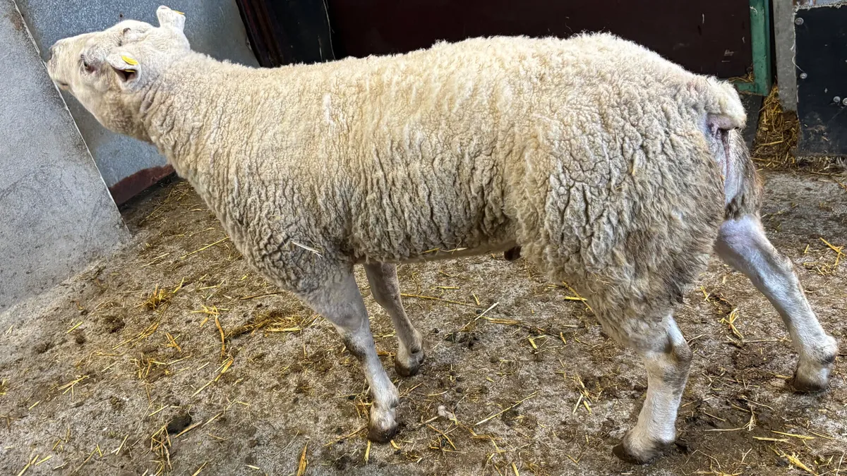 Texel Ram - Image 3