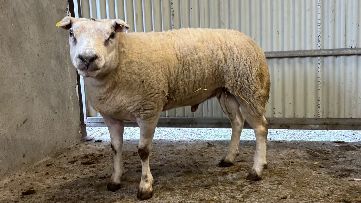 Texel Ram - Image 4
