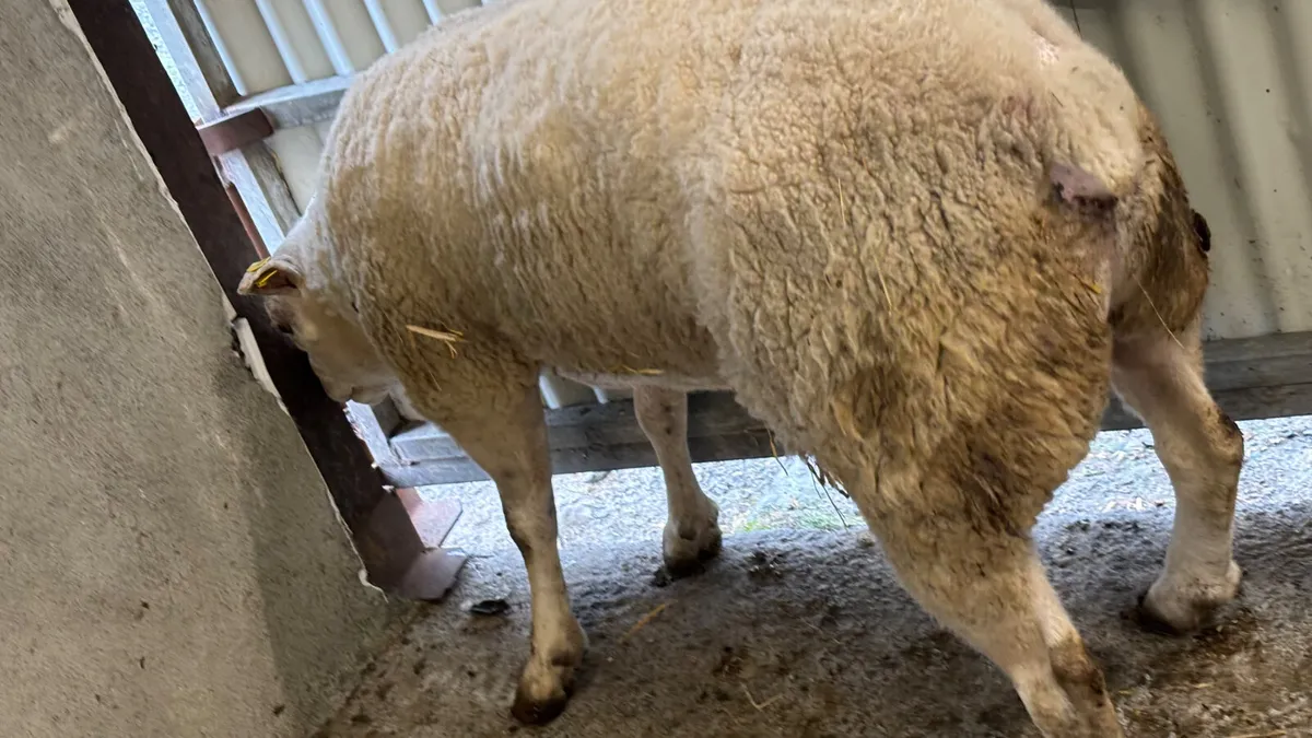 Texel Ram - Image 2