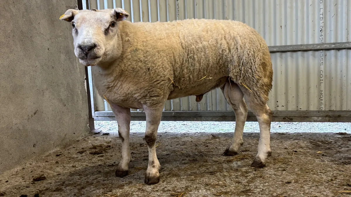 Texel Ram - Image 1