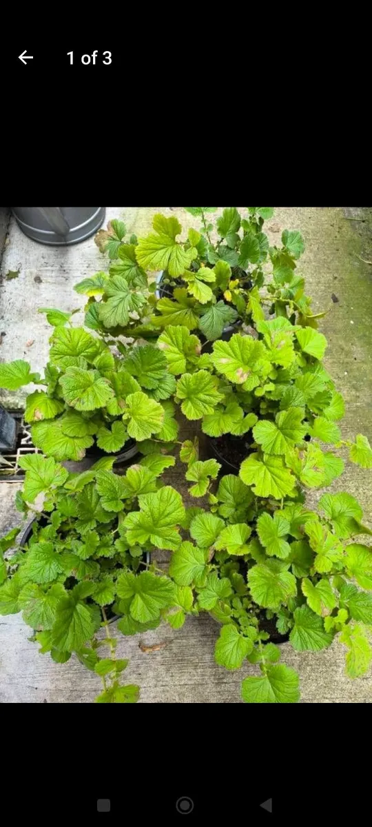 Garden plants - Image 1