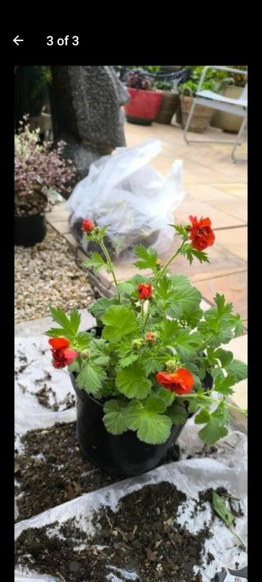 Garden plants - Image 2