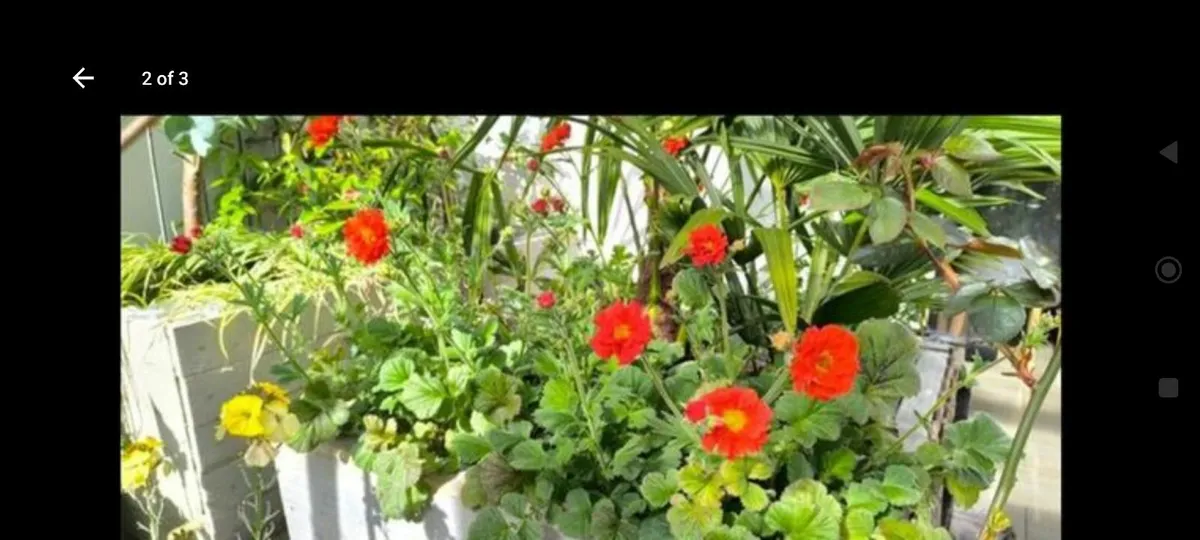 Garden plants - Image 3