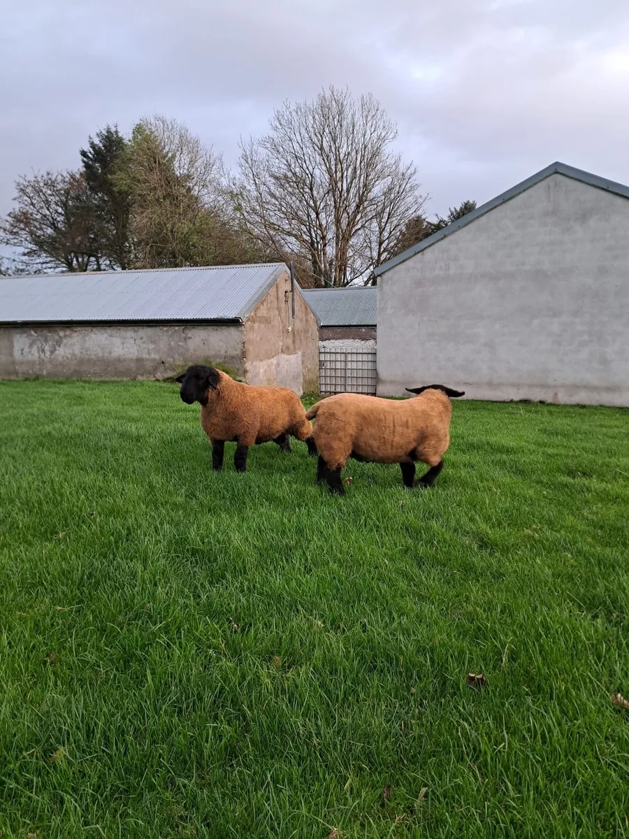 Pure Bred Suffolk Ram Lambs - Image 1