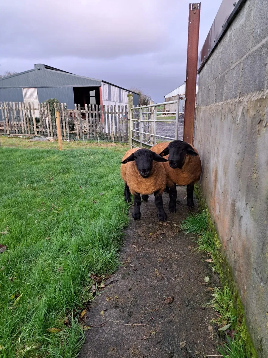 Pure Bred Suffolk Ram Lambs - Image 2