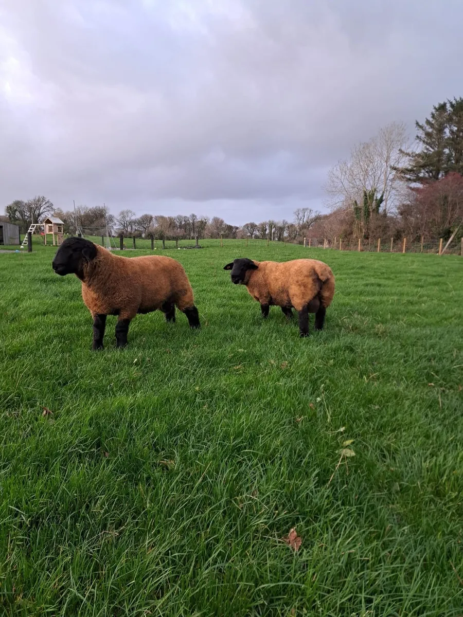Pure Bred Suffolk Ram Lambs - Image 3