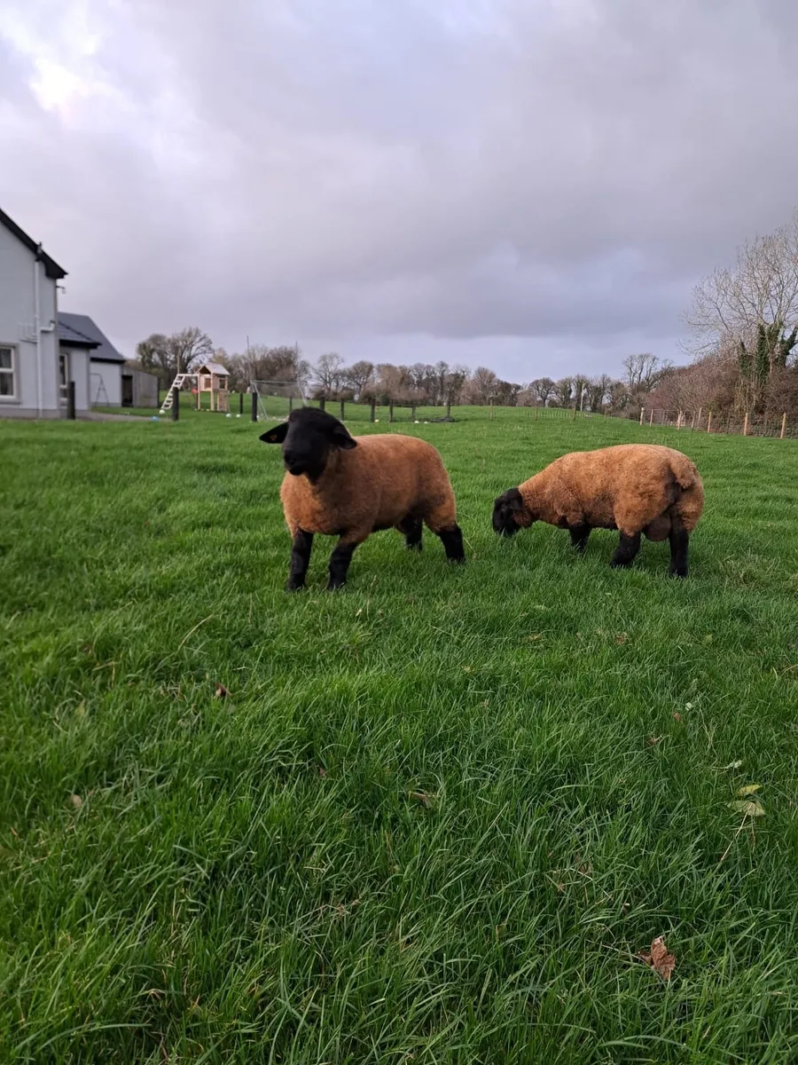 Pure Bred Suffolk Ram Lambs - Image 4