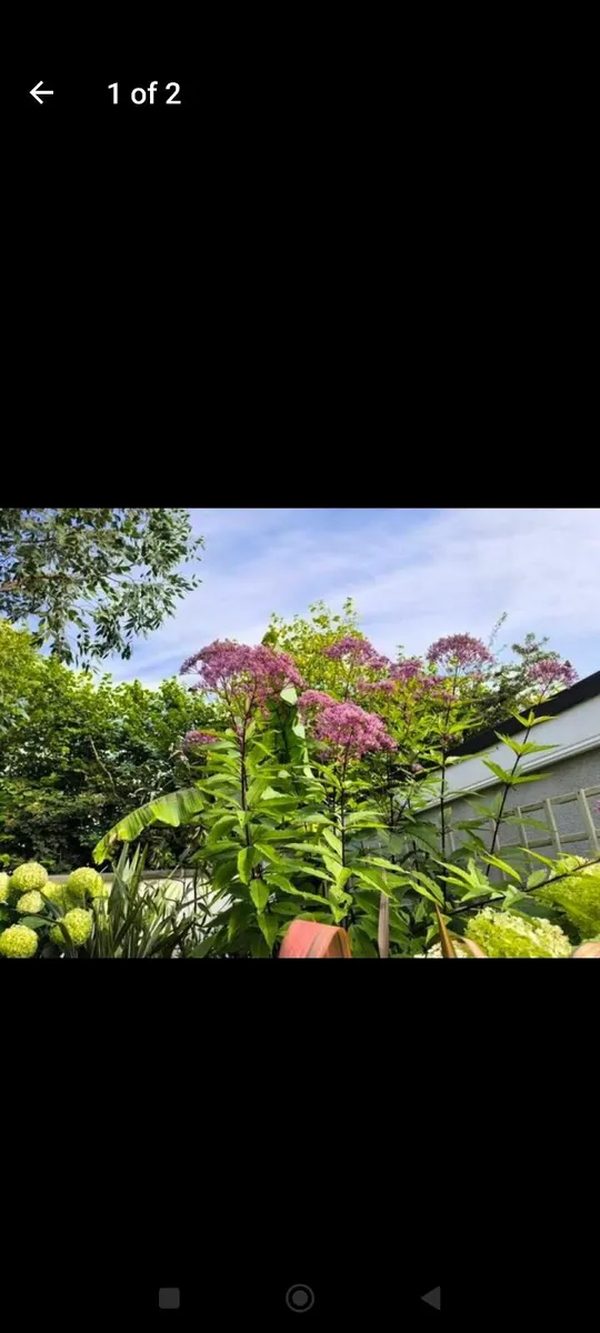 Garden plants - Image 1
