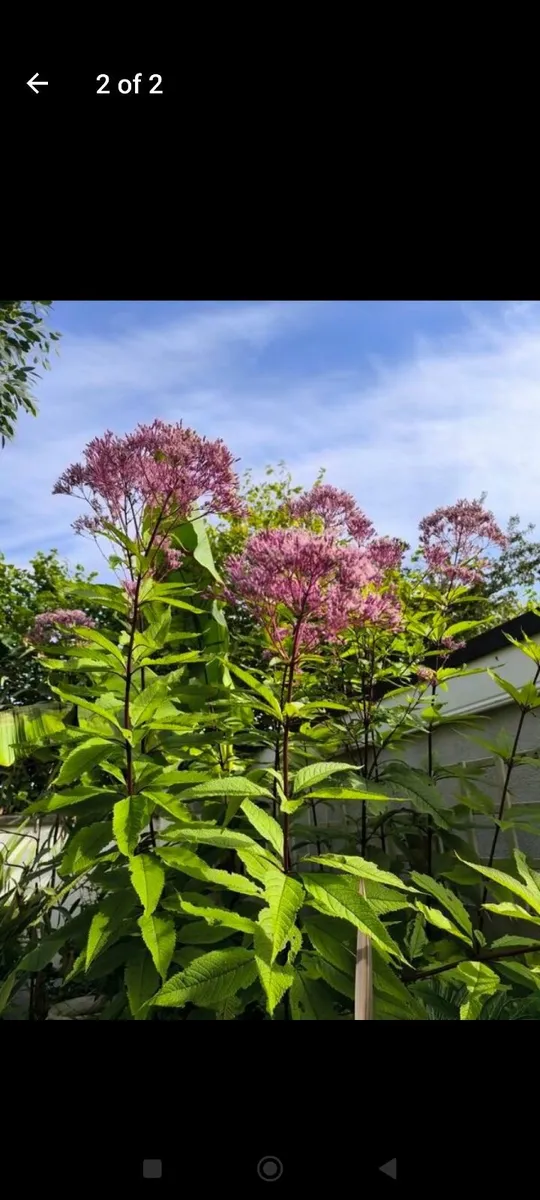 Garden plants - Image 2