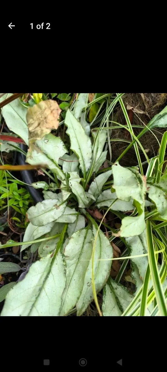 Garden plants