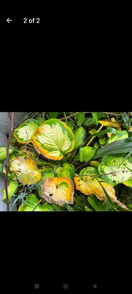 Garden plants - Image 2