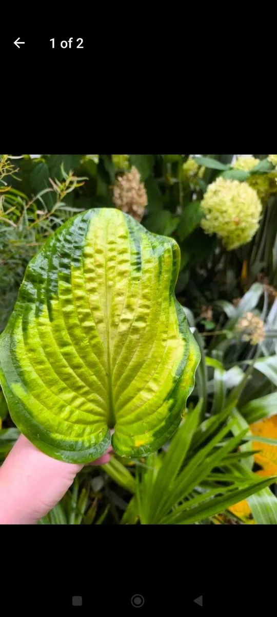 Garden plants - Image 1