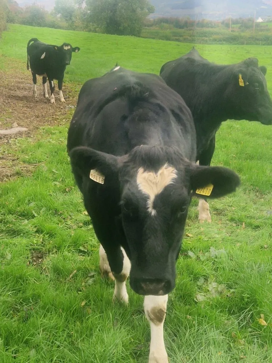 In calf heifers - Image 1