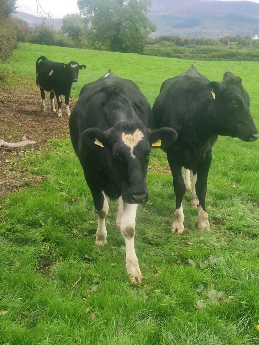 In calf heifers - Image 2