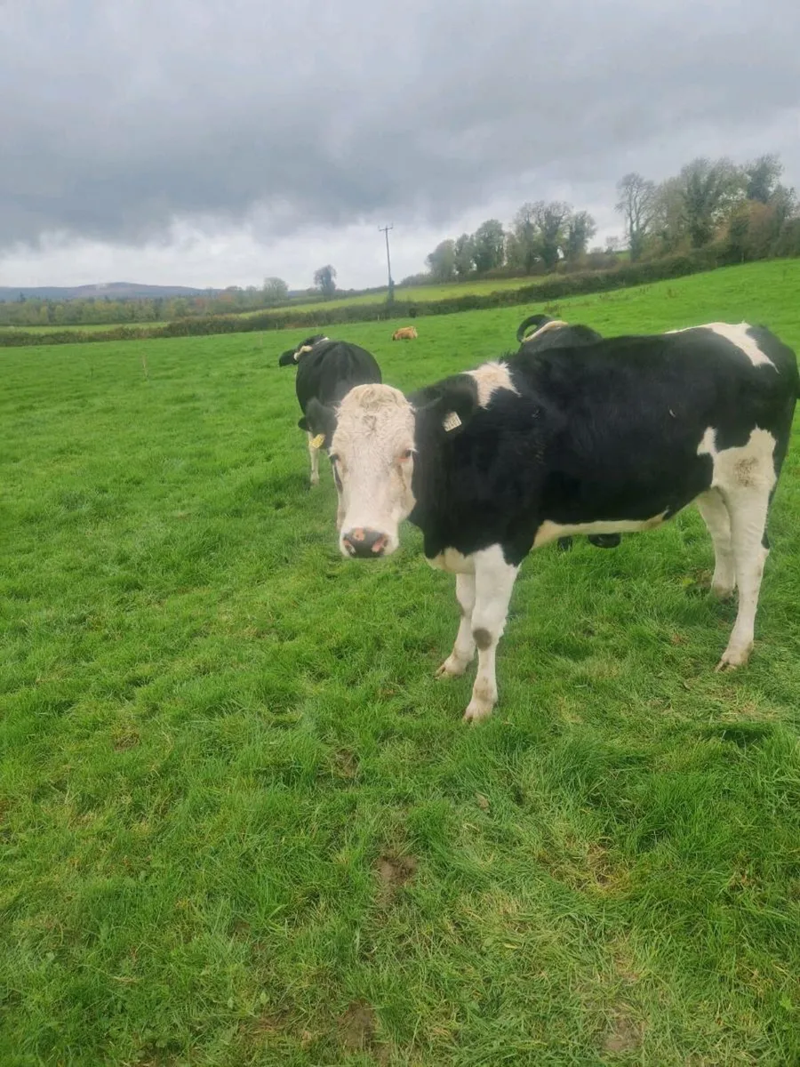 In calf heifers - Image 3
