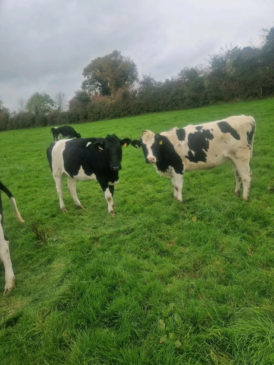 In calf heifers - Image 4