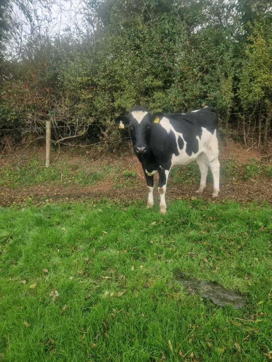 In calf heifers - Image 1