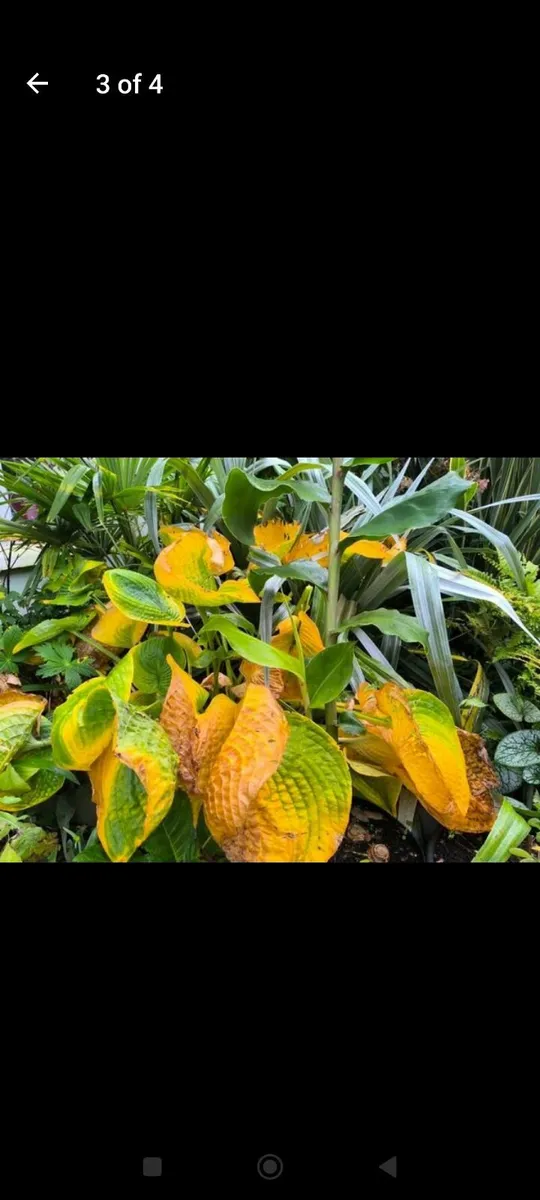 Garden plants - Image 2