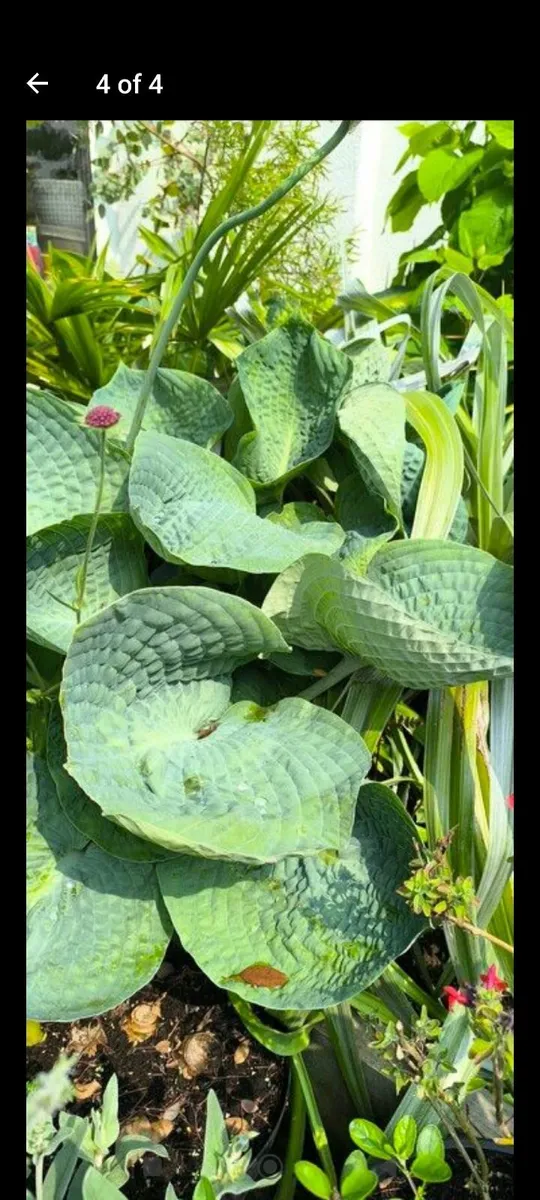 Garden plants - Image 3