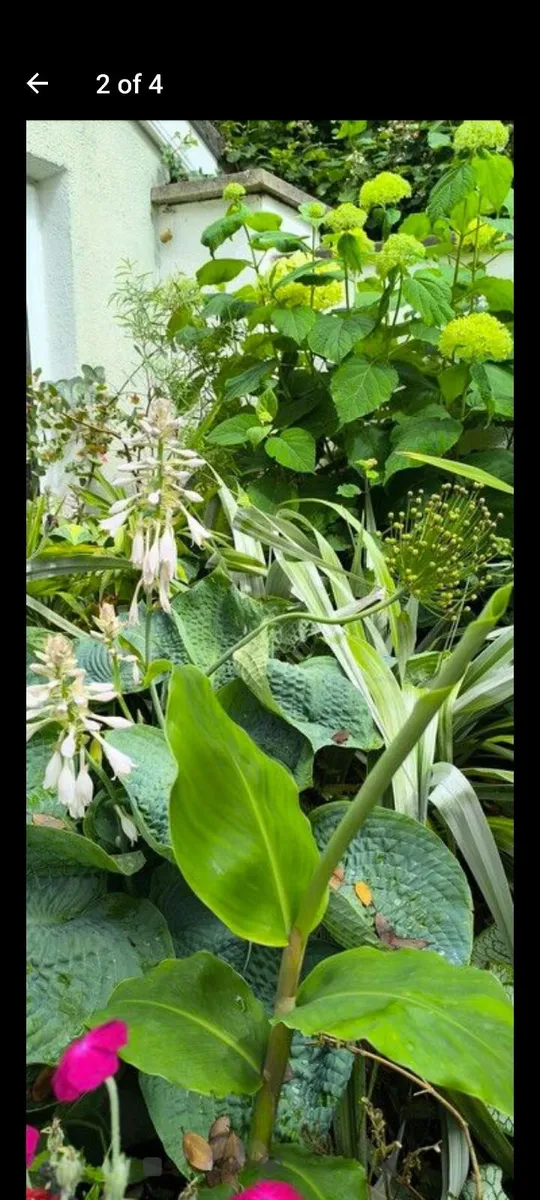 Garden plants - Image 4
