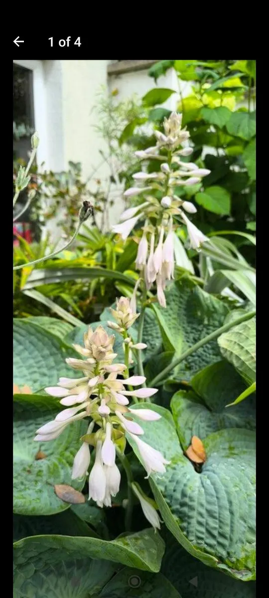 Garden plants - Image 1