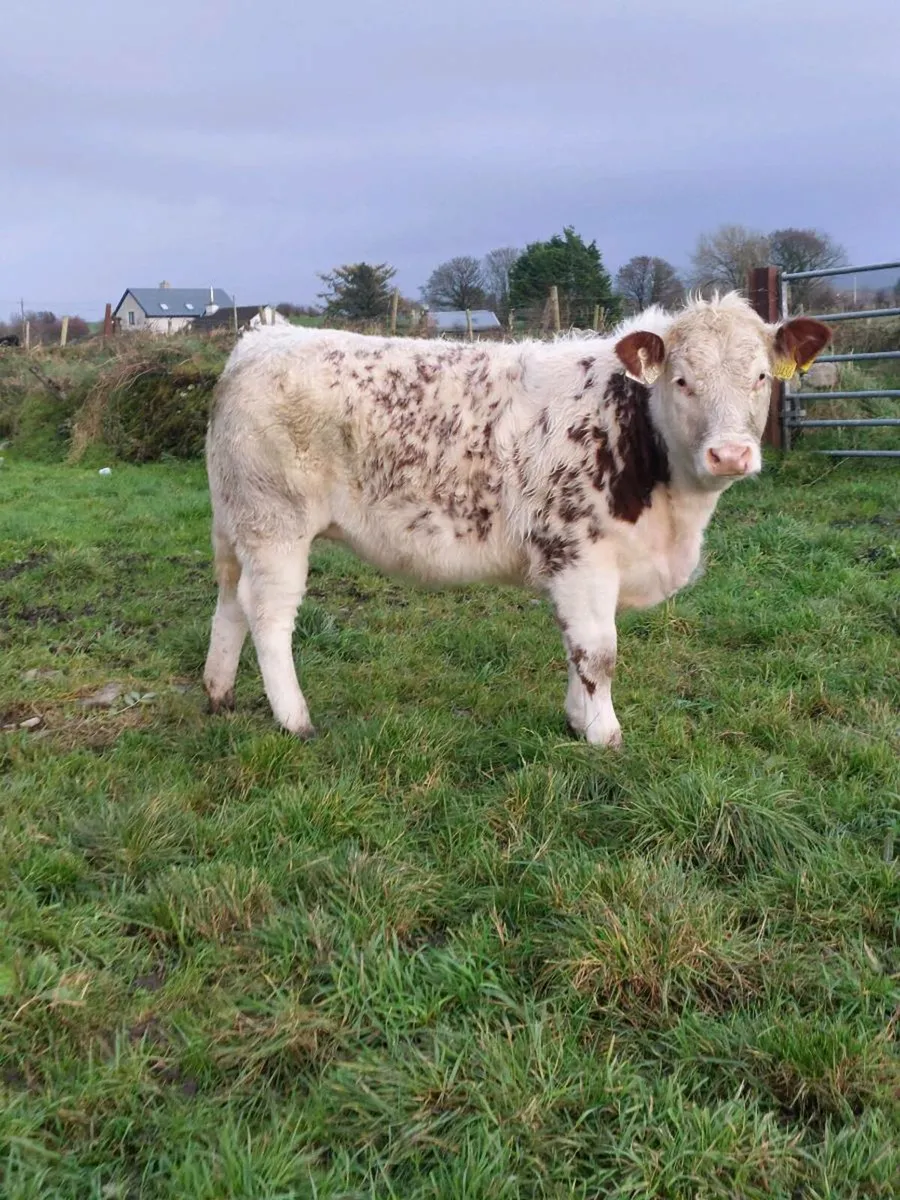 *Hefier Weanlings*Mayo Sligo Mart - Image 1