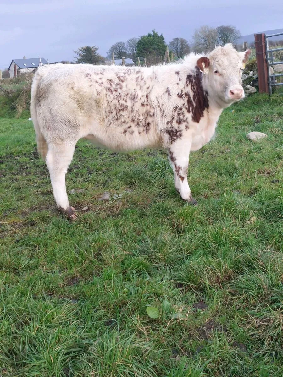 *Hefier Weanlings*Mayo Sligo Mart - Image 2