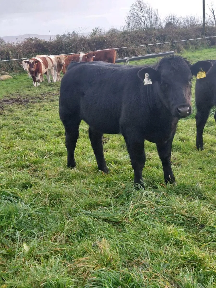 *Hefier Weanlings*Mayo Sligo Mart - Image 3