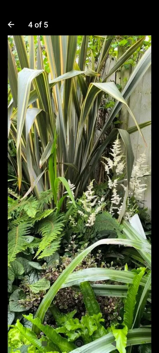 Garden plants - Image 1