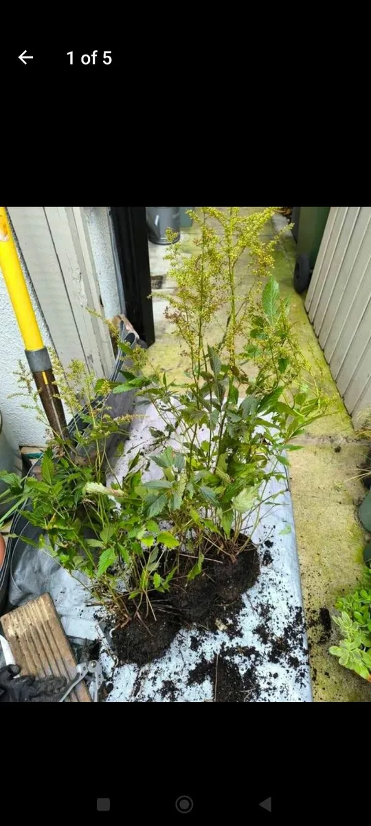 Garden plants - Image 2