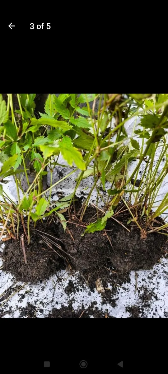 Garden plants - Image 3